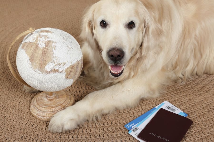 Labrador seduto accanto a un mappamondo e al passaporto per viaggiare