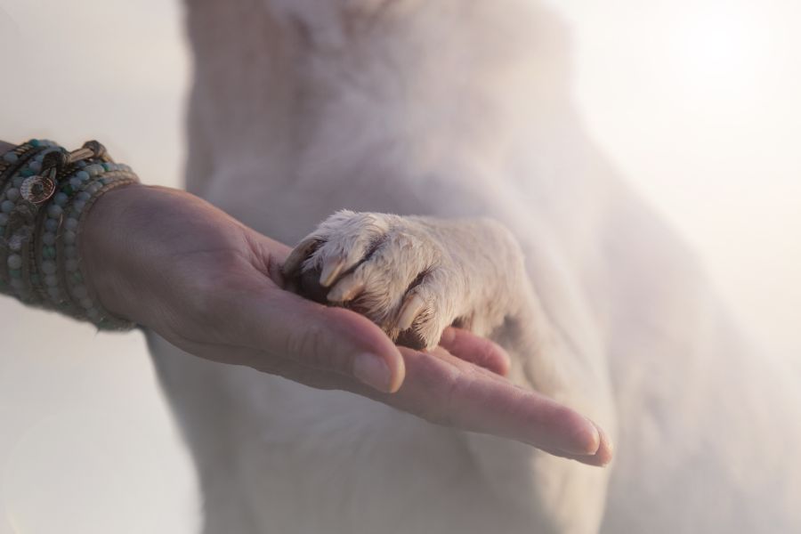 Un cane bianco appoggia la zampetta sulla mano di una ragazza