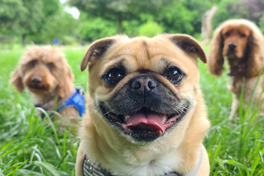 Un Carlino in primo piano sul prato, sullo sfondo alti due cagnolini