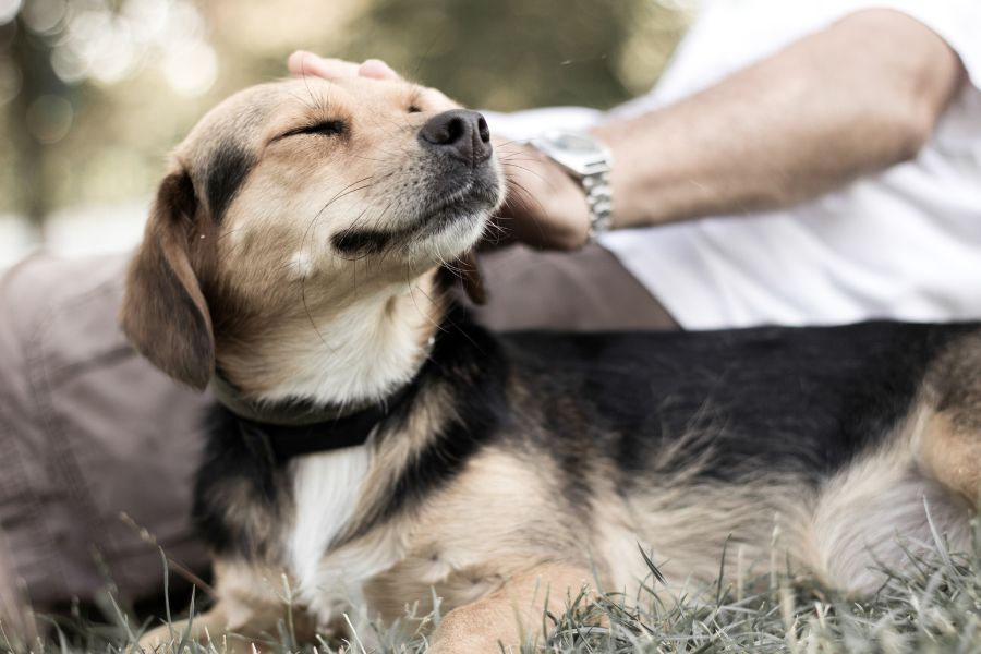 Un cagnolino felice riceve una carezza dal suo pet mate