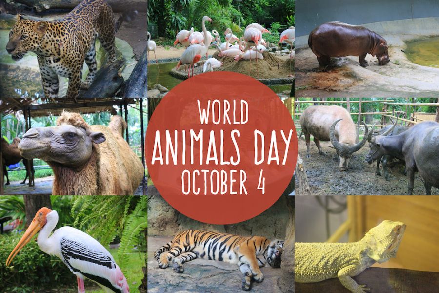 Collage di foto di animali con all'interno un cerchio rosso e la scritta World Animal Day 4 October