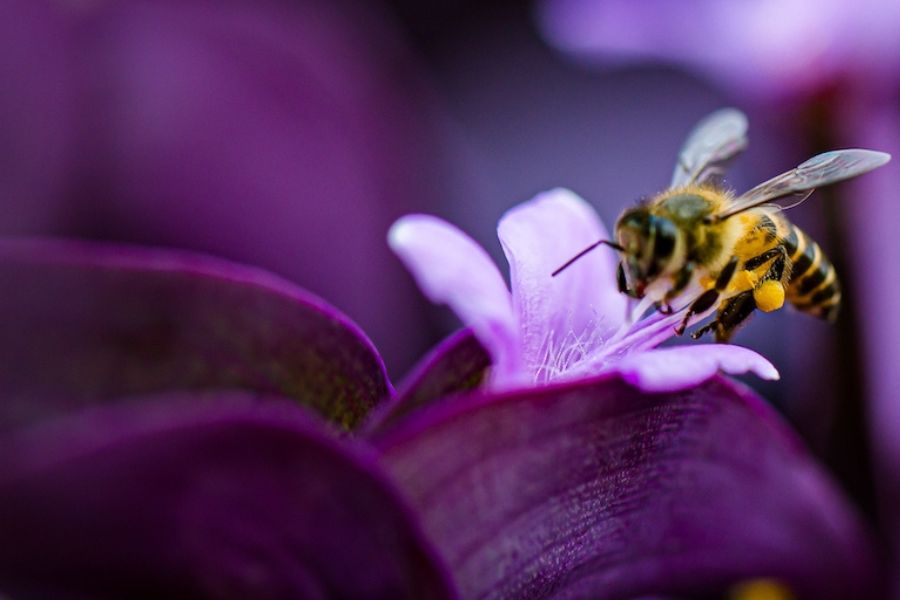 Un'ape sta impollinando un fiore dal colore viola intenso