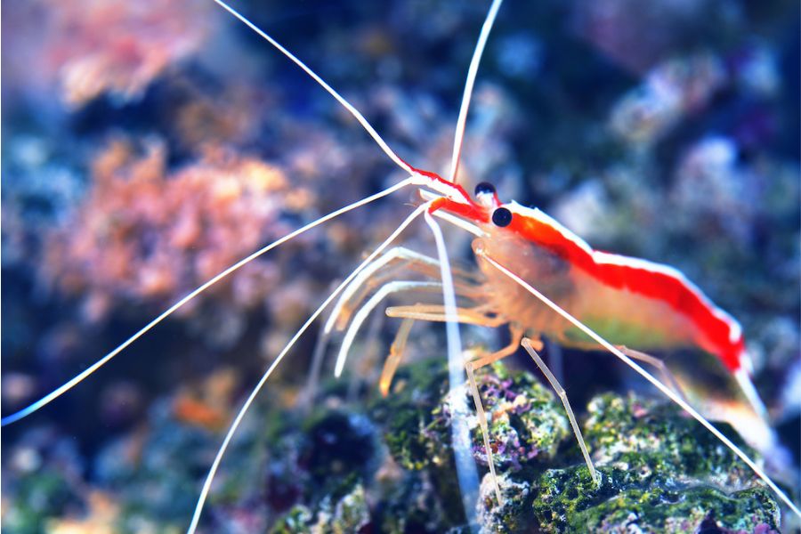 Un gamberetto pulitore nell'ambiente marino