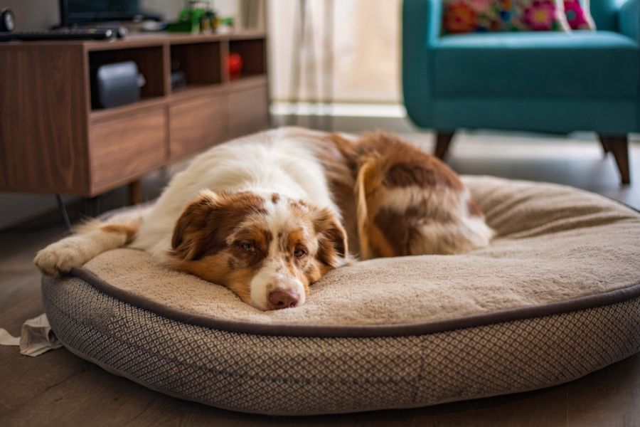 Un cane acciambellato sulla sua cuccia nel soggiorno di una casa