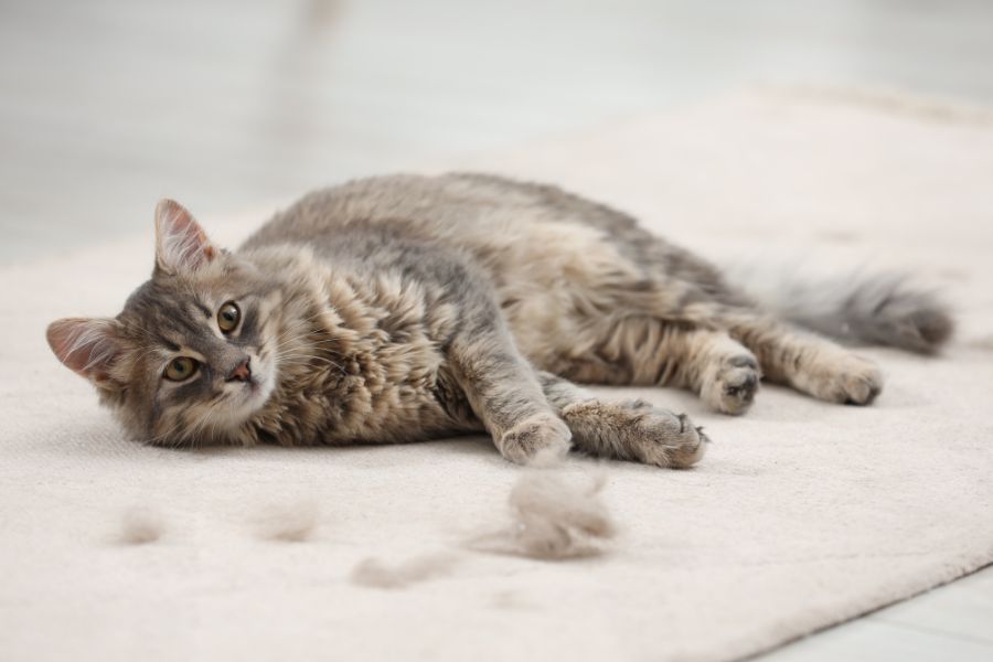 un gatto grigio sul divano con accanto il pelo perso durante la muta