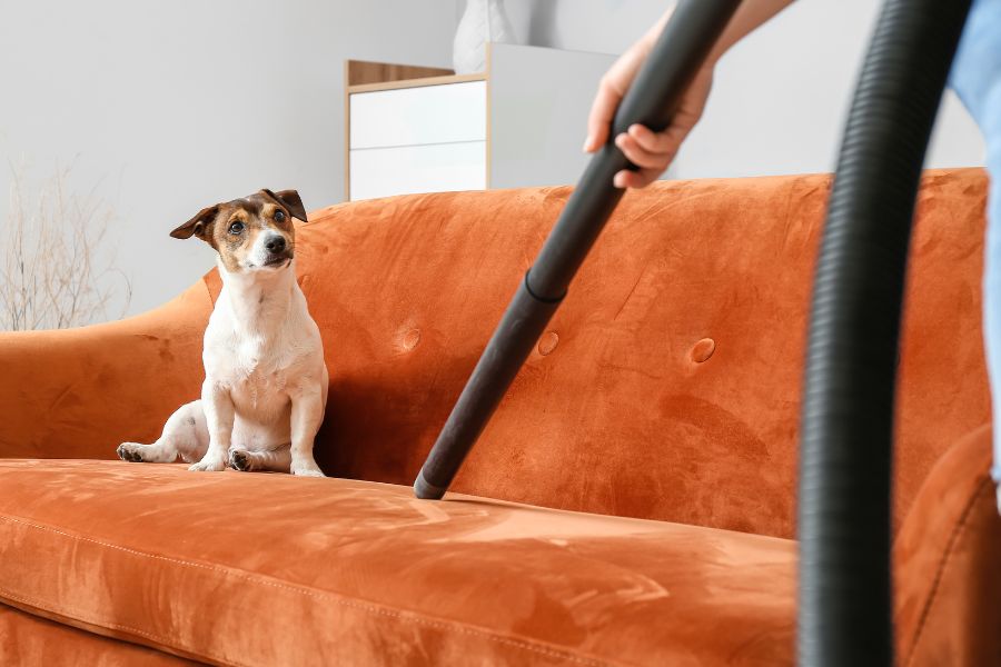 un cagnolino guarda il suo pet mate mentre aspira il pelo da un divano di colore arancione