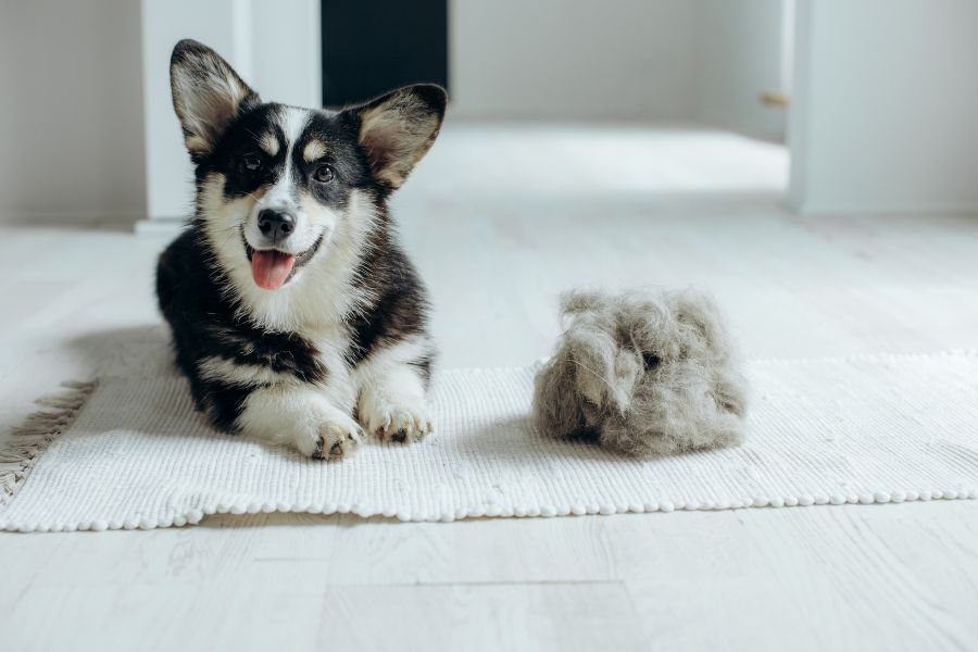 Corgi sul tappeto accanto a una palla del suo pelo