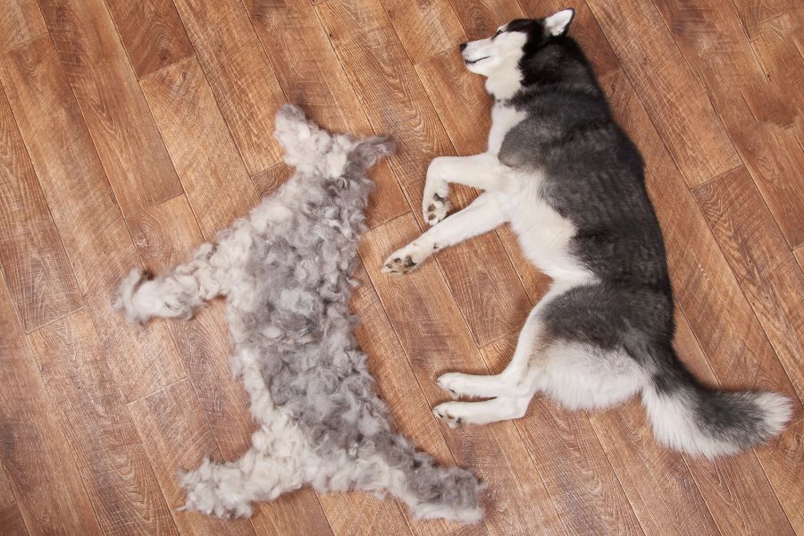 un cane sul pavimento, accanto la sua figura identica fatta con il pelo