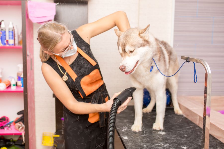 toelettatrice aspira il pelo in eccesso durante la muta del cane