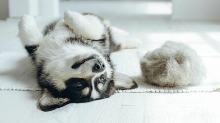 Corgi a pancia in su sul divano con accanto una palla di pelo