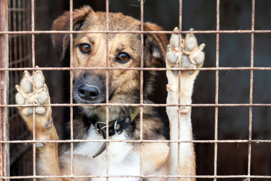 Un cane in gabbia alza le zampe, lo sguardo triste