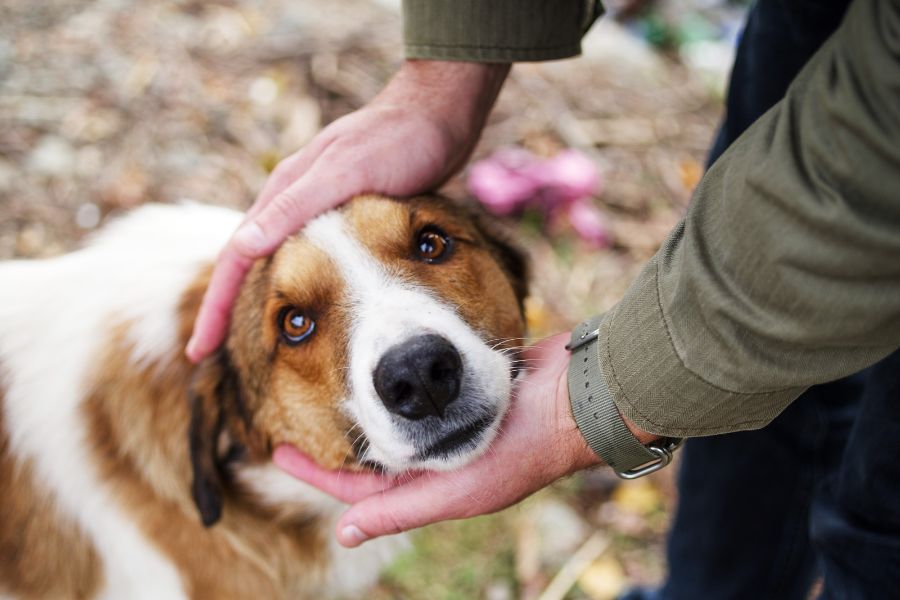 Un uomo prende tra le mani la testa di un cane dagli occhioni dolcissimi