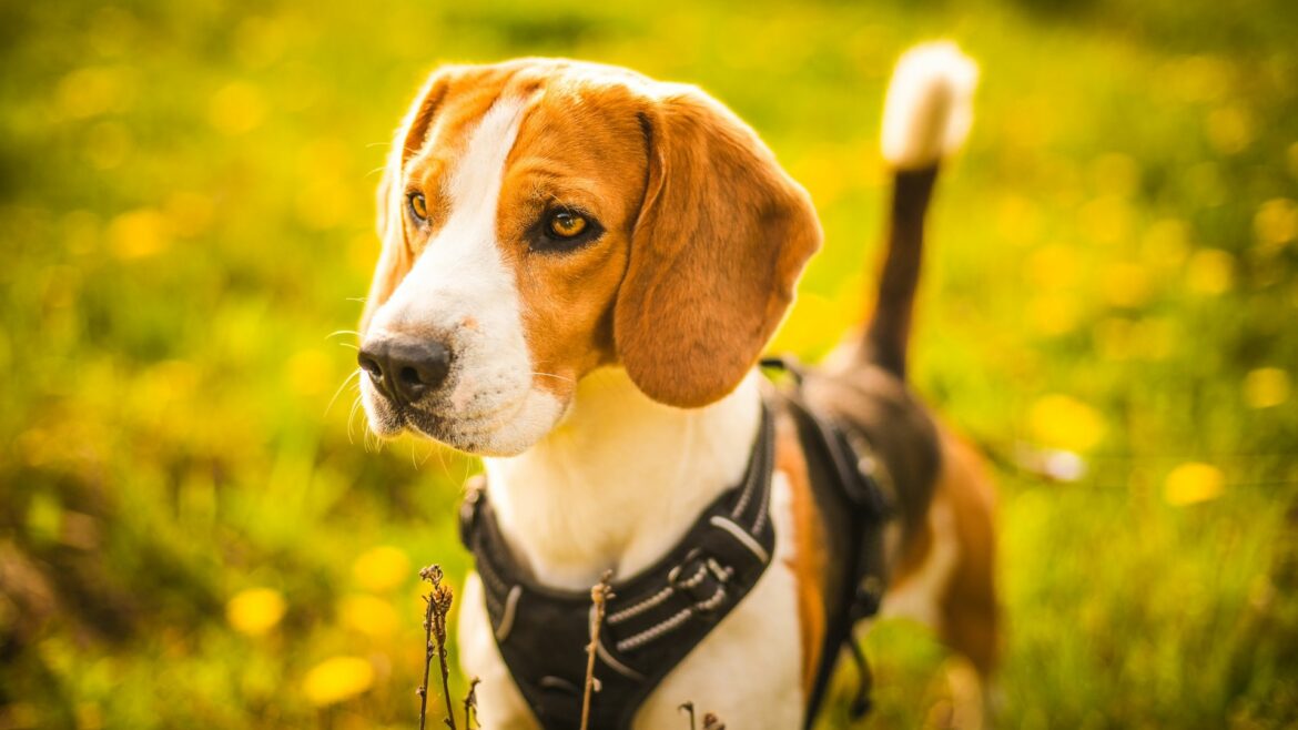 un cagnolino nel prato indossa la pettorina