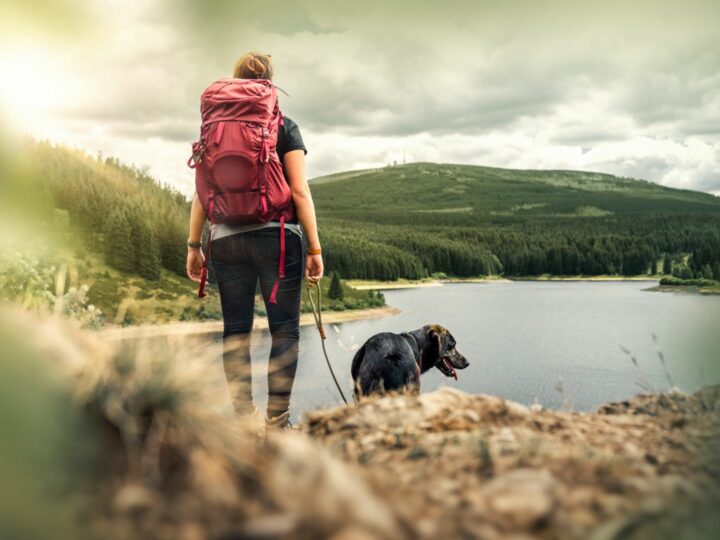 Cani in montagna: regole e consigli utili per passeggiare tra i monti con i pelosetti