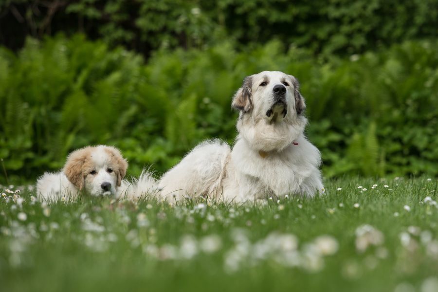 due cani da montagna dei pirenei su un prato