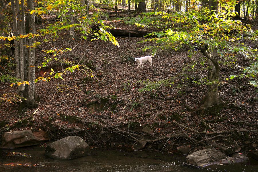 un cane passeggia da solo in mezzo a un bosco in montagna