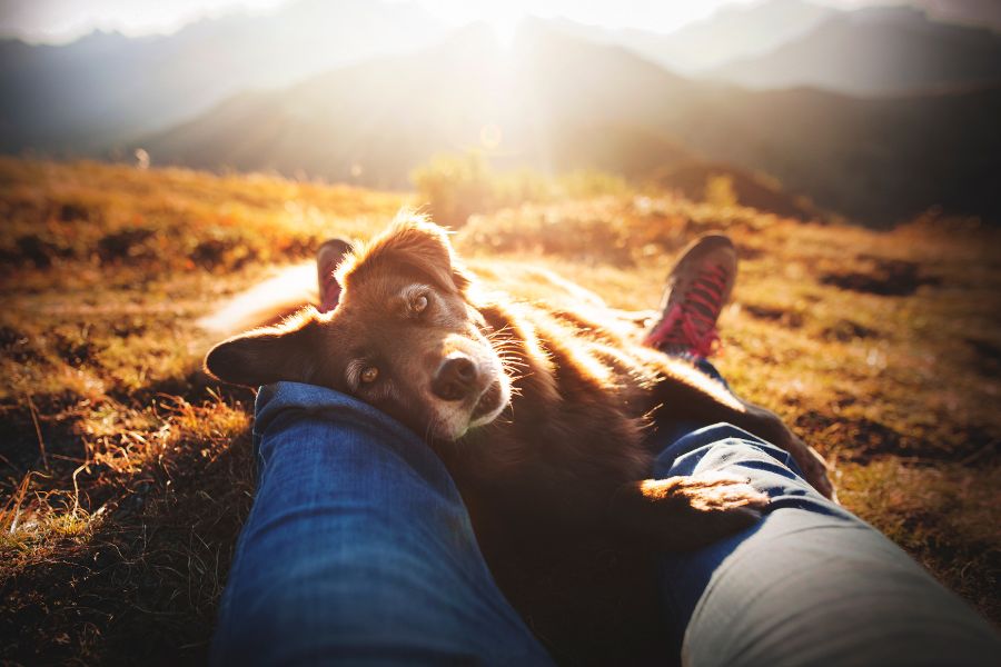 un cane sdraiato sulle gambe dle pet mate in un prato di montagna