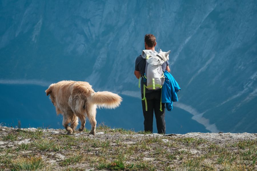 un cane libero passeggia in montagna con un ragazzo al suo fianco