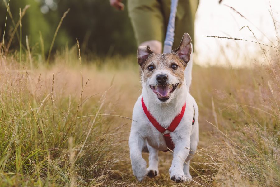 cane felice a passeggio in un sentiero al guinzaglio, indossa una pettorina