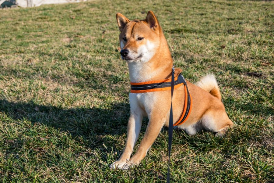 Cane Akita in un prato con pettorina