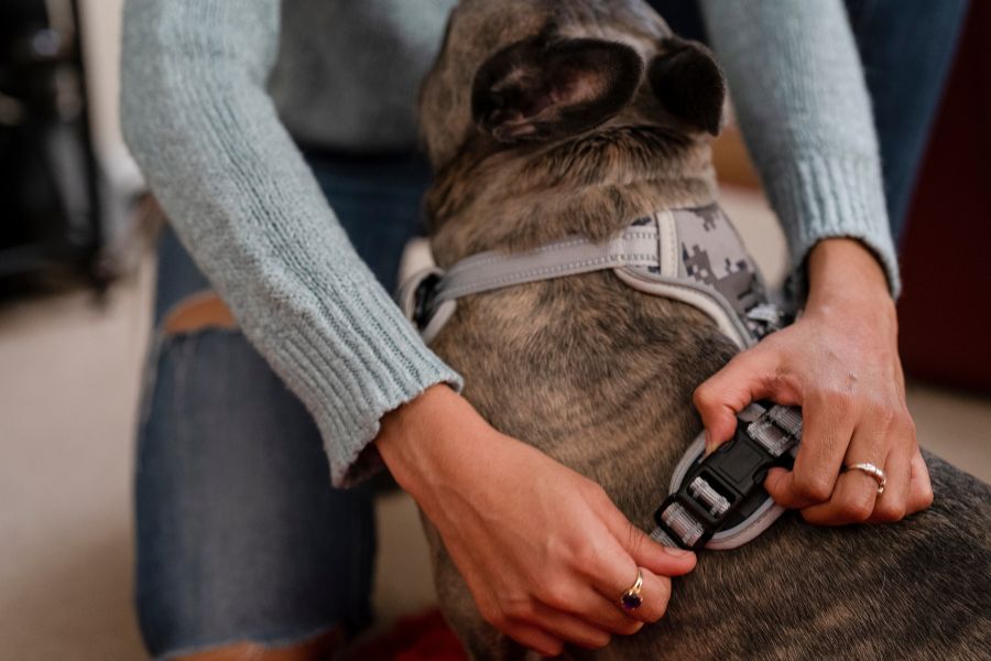 una ragazza sta mettendo la pettorina al suo cane