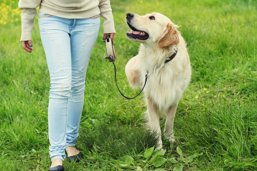 cane al guinzaglio guarda la sua pet mate in una passeggiata sul prato