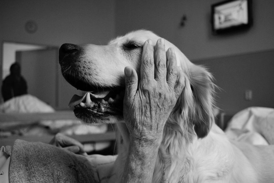 foto in bianco e nero di un Labrador accarezzato dalle mani di una persona anziana