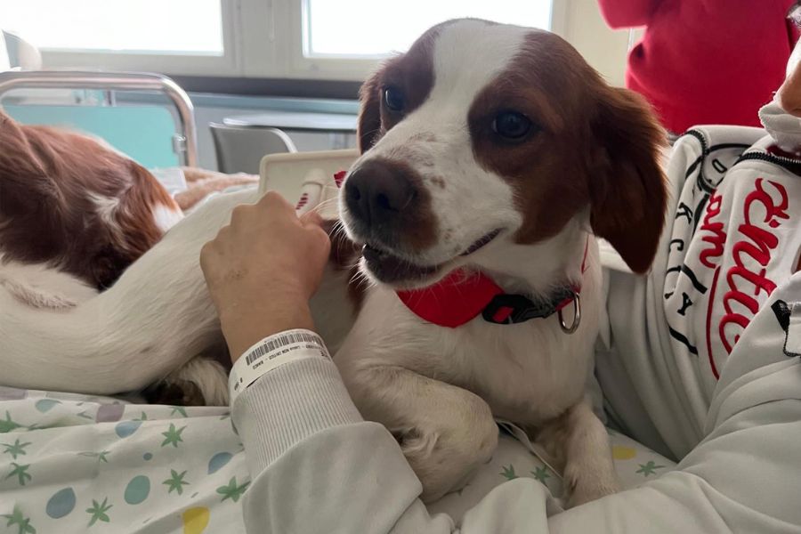 cane su un letto di ospedale durante una sessione di pet therapy