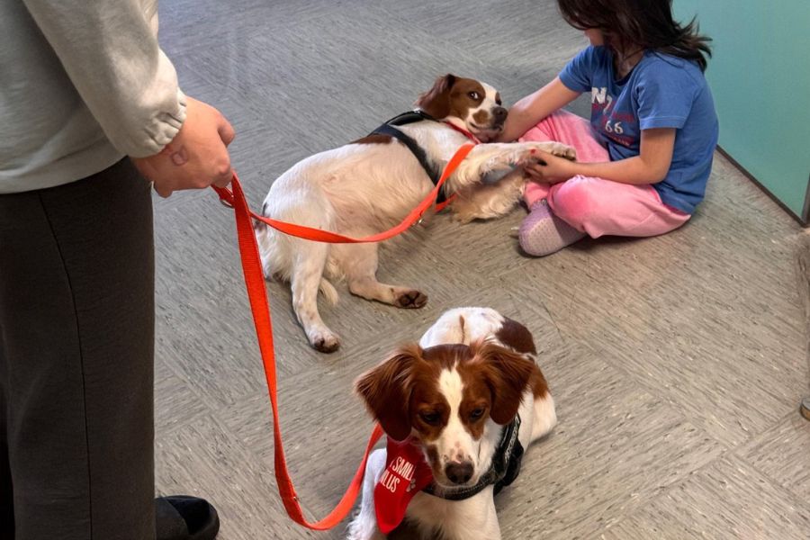 cane fa pet therapy al guinzaglio, sullo sfondo una bambina con un altro cane, stanno giocando