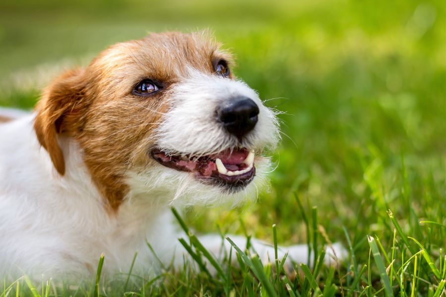 cane seduto sull'erba mostra i denti puliti