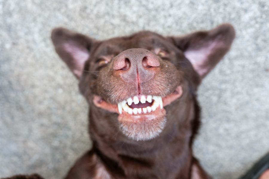 cane disteso a terra sorride mostrando i denti bianchi e puliti