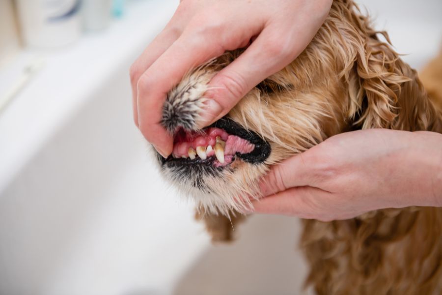 persona apre la bocca e mostra i denti del cane con tartaro