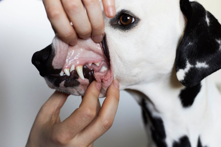 mano mostra i denti del cane